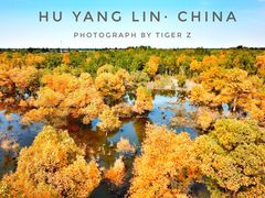 -金塔沙漠胡杨林景区