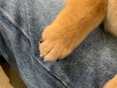 -逗柴咖啡屋·狗咖猫咖宠物桌游