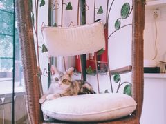 -平行世界·猫咖(首经贸店)