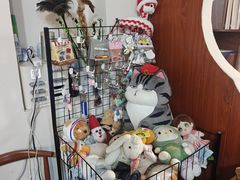 -楼上猫咖(罗湖店)