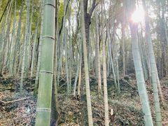 -上海佘山国家森林公园天马山园