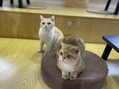 -Heymao猫咖.咖啡厅(东门店)
