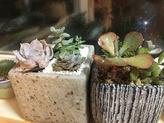 -龙大花卉苗木市场