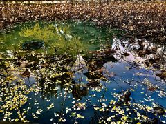 -四川大学(华西校区)