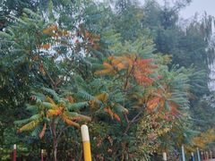 -长白岛森林公园