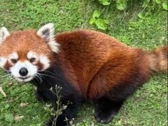 -灵玲国际马戏城