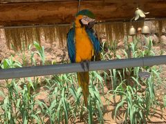 -西霞口神雕山野生动物世界