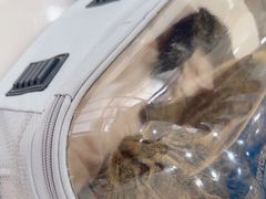 -芭比堂动物医院·CT·微创中心(新顺分院)