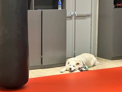 -Vamos巴猫司健身中心(五角场店)