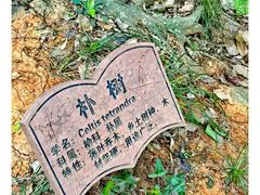 -上海佘山国家森林公园天马山园