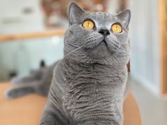 -Catmate·猫肥家润(金润铂宫店)