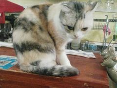 -猫色咖啡·猫咖