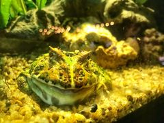 -暹罗海洋世界