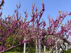 -苏州上方山国家森林公园