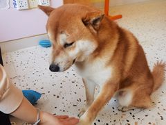 -喜柴咖啡·柴犬狗咖