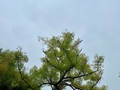 -良渚古城遗址公园