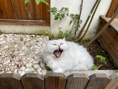 -喵屿·大理花园猫咖