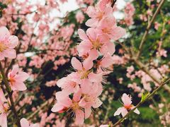 -白塘生态植物园