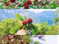 -楠溪江风景名胜区