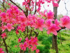 -南汇桃花村