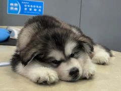 -杨柳河(地铁站)