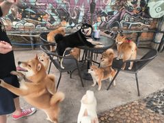 -柴犬高等学院·狗咖·柴犬售卖·宠物训练