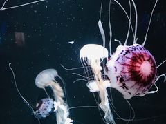 -成都浩海立方海洋公园