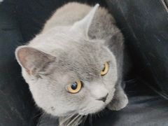 -北京观赏动物医院·24小时大型综合·猫专科·异宠专科