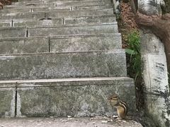 -汤旺河林海奇石景区