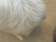 -共舞时光猫咖·狗咖(新街口店)