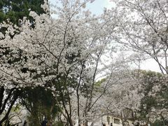 -武汉大学-樱园