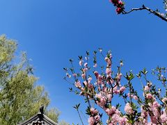 -莲花池公园