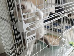 -翊宠yipet猫狗购宠庄园犬舍•猫舍