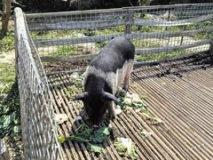 -小鱼草莓采摘园农家乐·小鱼餐厅