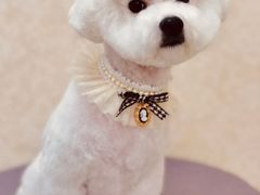 -乐琪宠物(青塔西路店)