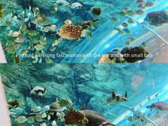 -上海海洋水族馆