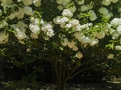 -上海滨江森林公园
