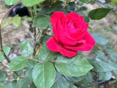 -大妙火锅·非物质文化遗产(东湖公园店)