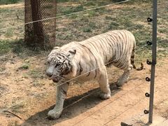 -秦皇岛野生动物园