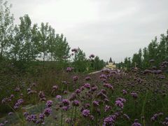 -紫颐香薰山谷景区