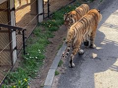 -大连森林动物园