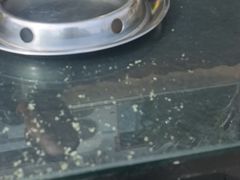 -都江堰石锅鱼