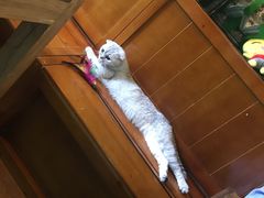 -李小姐の猫咖啡馆(五角场店)