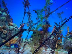 -上海海洋水族馆