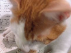 -佳雯宠物医院·皮肤科·内外科(春晓路分院)