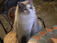 -猫猫幼稚园·撸猫·桌游·电玩