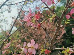 -水果立方果然鲜(升平路店)