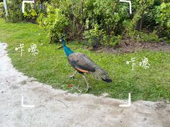 -圣淘沙天际线斜坡滑车