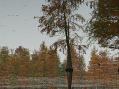 -白鹭湾湿地公园