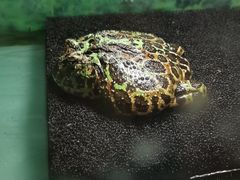 -上海大自然野生昆虫馆(东方明珠·爬宠昆虫探索中心)